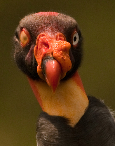 king vulture
